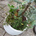 Indlæs billede i gallerivisning, Blå Ceder træ (Cedrus atlantica 'Glauca') m. bundplanter i cementkrukke – 210 cm høj Second Hand Plante