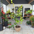 Indlæs billede i gallerivisning, Vinplante (Vitis vinifera) i fletkurv – 200 cm høj