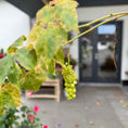 Indlæs billede i gallerivisning, Vinplante (Vitis vinifera) i fletkurv – 200 cm høj