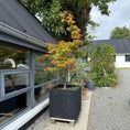 Indlæs billede i gallerivisning, Bonsai Japansk Ahorn (Acer palmatum) i sort plantekasse – 280 cm høj