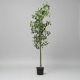 Indlæs billede i gallerivisning, Kærlighedstræ i sort vækstpotte – 220 cm høj