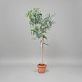 Indlæs billede i gallerivisning, Eucalyptus camaldulensis (Rød Eukalyptus) – 200 cm høj