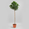 Indlæs billede i gallerivisning, Ficus australis – 350 cm høj