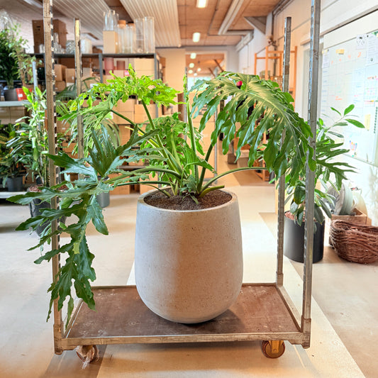 Philodendron Selloum i cementkrukke – 140 cm høj, stor og frodig