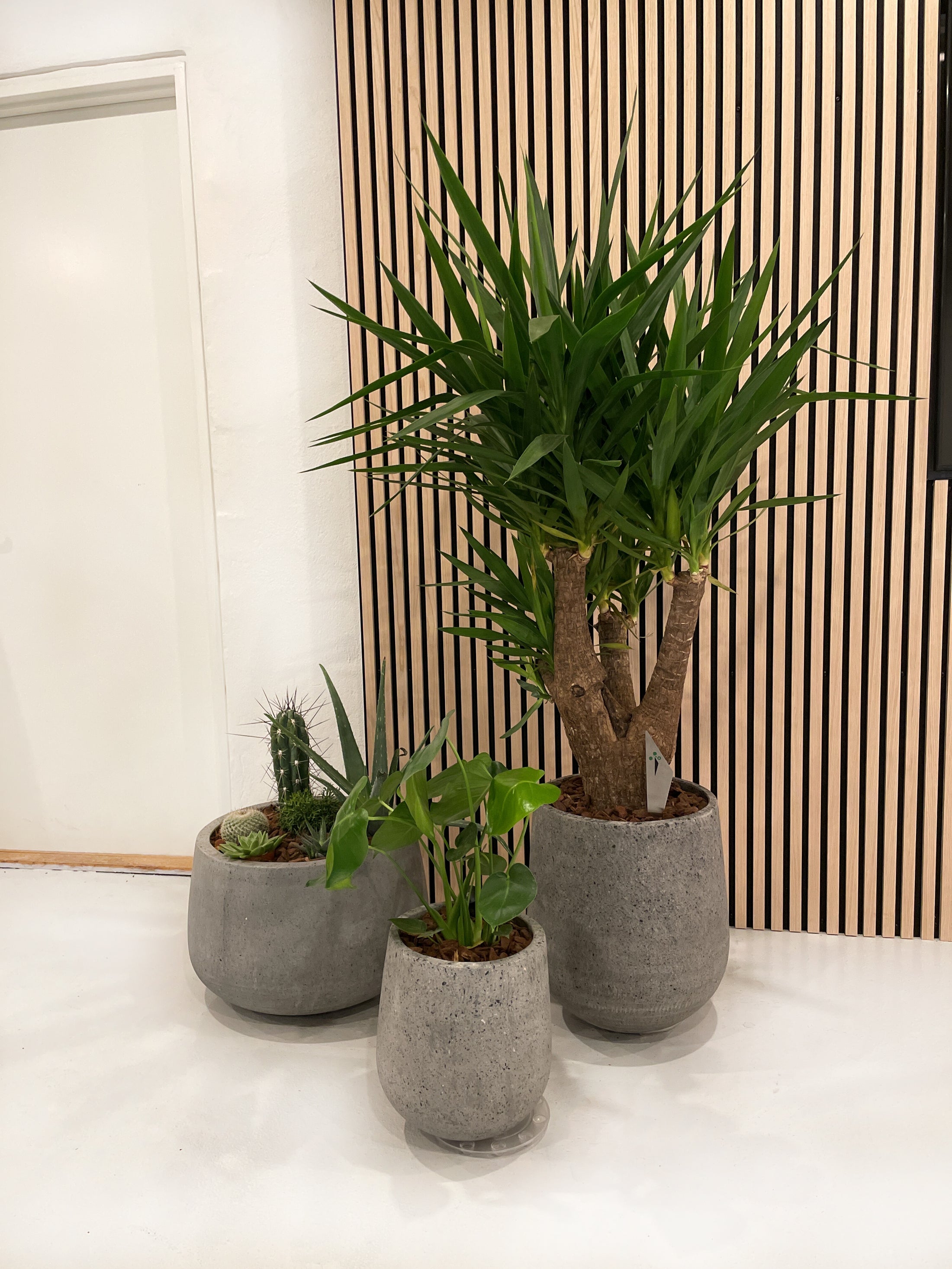 COAL krukke Ø50 x H32 cm – lav og bred betonkrukke i rustik grå med nistret overflade, perfekt til moderne indendørs og udendørs beplantning.