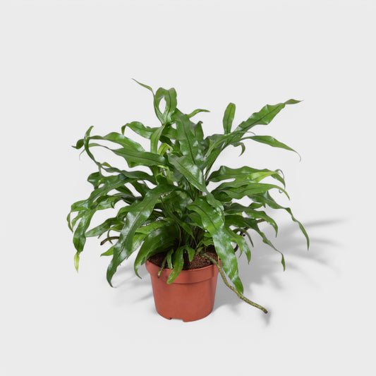 Microsorum diversifolium, kængurubregne med skinnende grønne blade i Ø11 cm potte, ideel til indendørs dekoration.