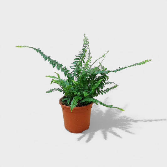 Frodig grøn Boston-bregne (Nephrolepis) i Ø12 cm potte, ideel indendørs plante med luftige blade.