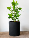 Indlæs billede i gallerivisning, LIGHT krukke Ø15/H17 cm i stilrent matsort design, perfekt til små planter.