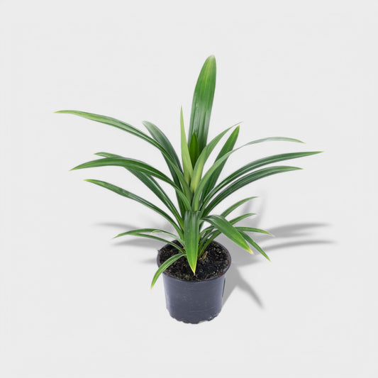 Pandanus Veitchii, eksotisk skruepalme i Ø12 cm potte, med lange, smalle blade i dybgrøn farve med cremehvide kanter, ca. 30 cm høj.