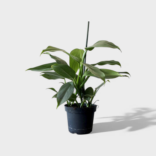 Philodendron Grey i Ø13 cm potte med sølvgrå, skinnende blade – en elegant klatreplante.
