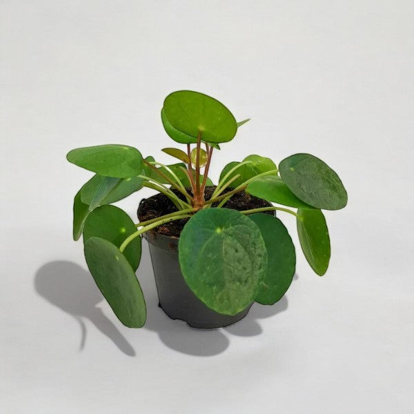 Pilea Peperomioides, også kendt som kinesisk pengetræ, præsenteret i en Ø11-12 cm potte med frodige, runde grønne blade, ideel til indendørs dekoration.