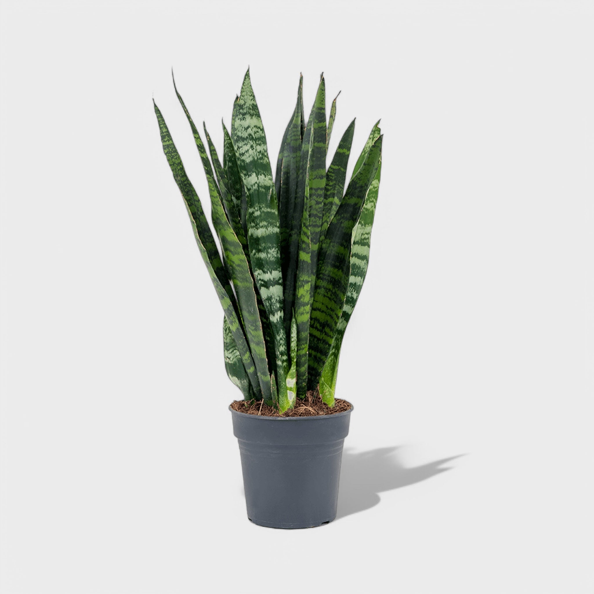 Sansevieria Black Coral slangeplante i Ø12 cm potte, 35-40 cm høj med dybgrønne næsten sorte blade og lysere grønne striber.
