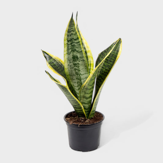Sansevieria Golden Futura i Ø12 cm potte med dristige, sværdformede blade i mørkegrønt med gule kanter, perfekt til indendørs dekoration.
