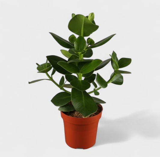 Clusia Rosea Ø24 / 65-70 cm