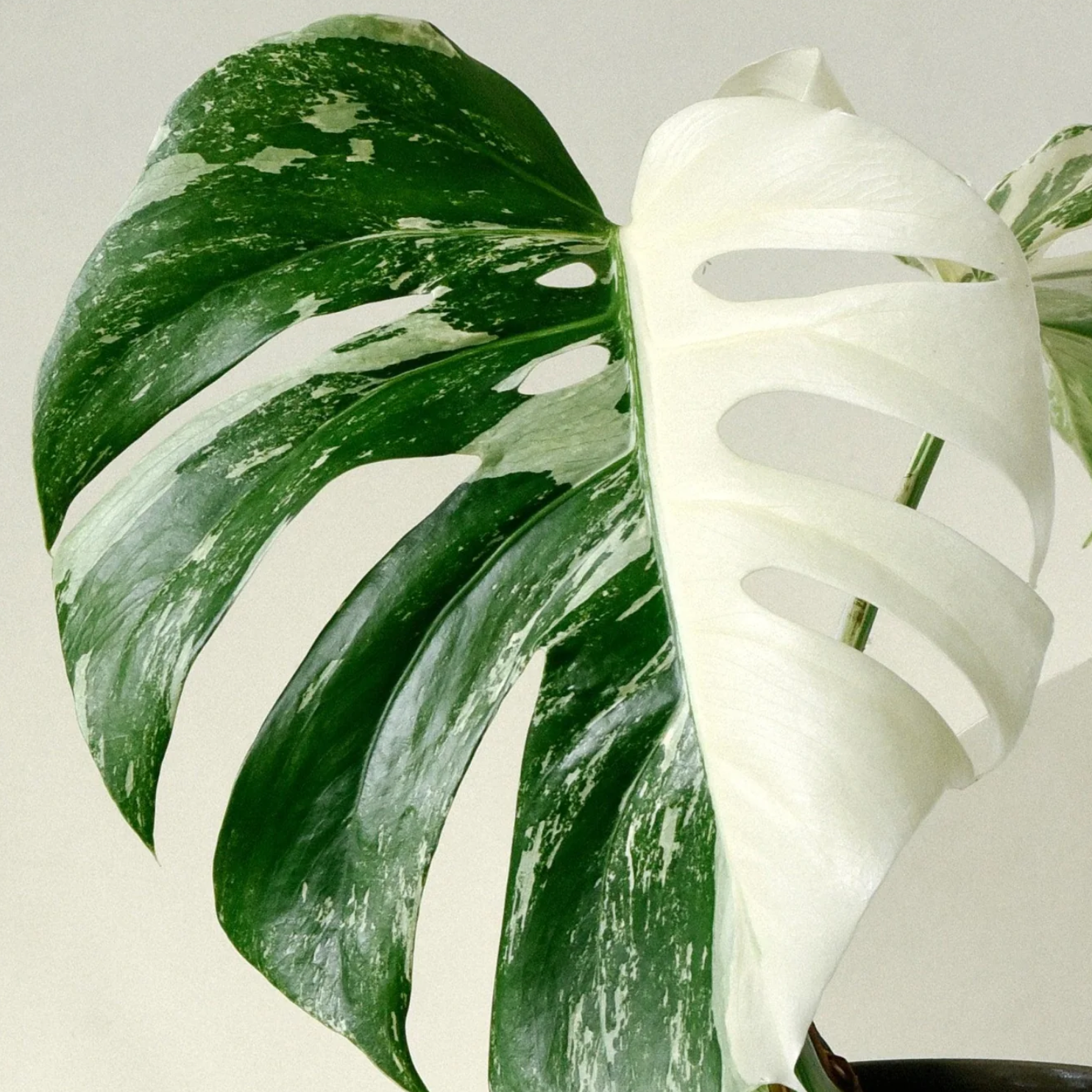 Monstera Deliciosa Variegata – 50 cm høj (Broget Fingerphilodendron)