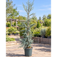 Indlæs billede i gallerivisning, Blå Atlasceder (Cedrus atlantica ‘Glauca’) 200–250 cm