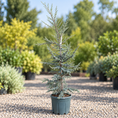 Indlæs billede i gallerivisning, Blå ceder (Cedrus) – 175–200 cm i potte