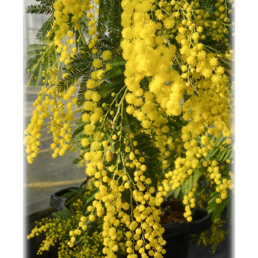 Mimosa dealbata (Sølv-Akazie) – 180 cm høj