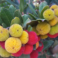 Indlæs billede i gallerivisning, Jordbærtræ (Arbutus unedo) – 100 cm
