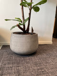 Indlæs billede i gallerivisning, Lav COAL-krukke i grå beton med rustikt look, Ø38 x H26 cm, perfekt til både indendørs og udendørs brug.