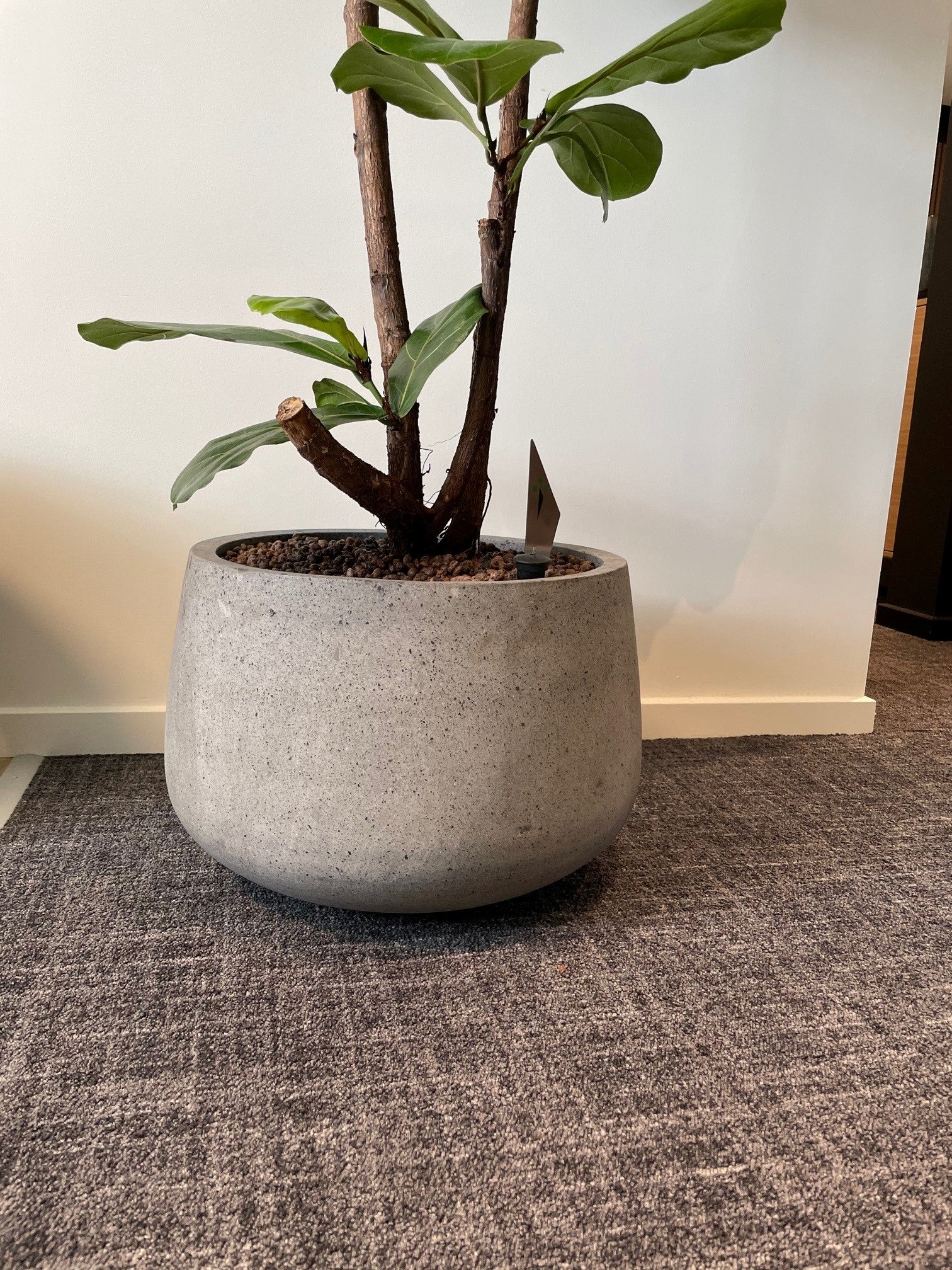 Lav COAL-krukke i grå beton med rustikt look, Ø38 x H26 cm, perfekt til både indendørs og udendørs brug.