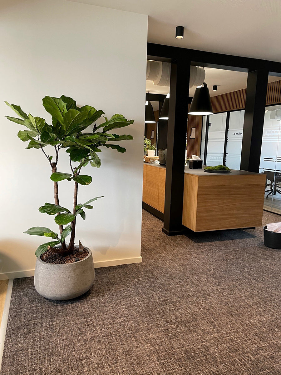 Alt tekst på dansk: Lave COAL-krukke i grå beton med Ø50 cm og H32 cm, ideel til indendørs og udendørs planter, inklusive buksbom og lavendel.