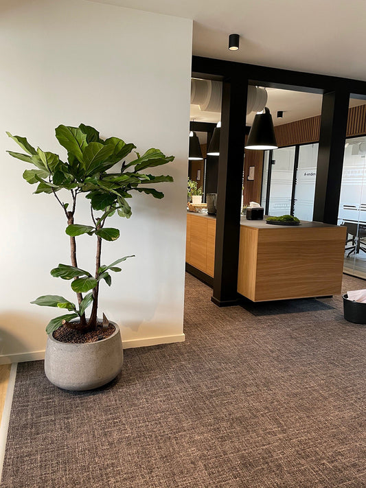 Alt tekst på dansk: Lave COAL-krukke i grå beton med Ø50 cm og H32 cm, ideel til indendørs og udendørs planter, inklusive buksbom og lavendel.