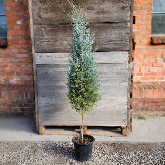 Grå Arizonacypres (Cupressus arizonica ‘Glauca’) – pyramideformet cypres på stamme, 200 cm høj
