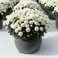 Indlæs billede i gallerivisning, Chrysantemum – store kugleformede efterårsblomster i valgfri farve