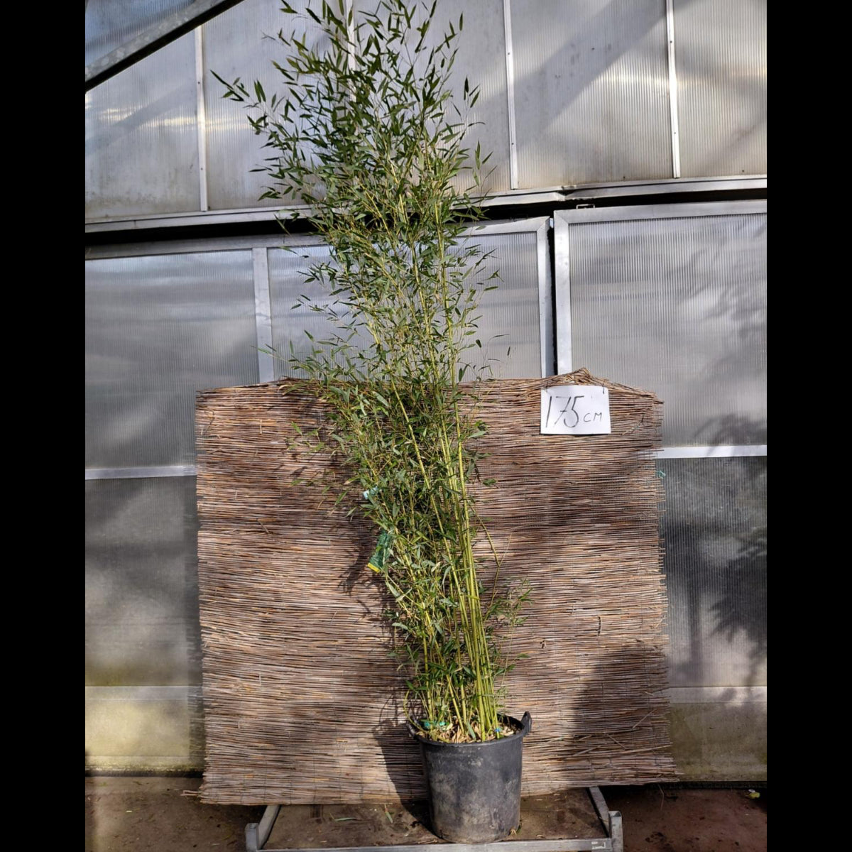 Phyllostachys Bambus 225–250 cm – Kraftig Bambus til Læhegn – DECOPLANT