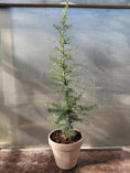 Indlæs billede i gallerivisning, Atlasceder (Cedrus atlantica ‘Glauca’) – i Ø21 cm lerpotte