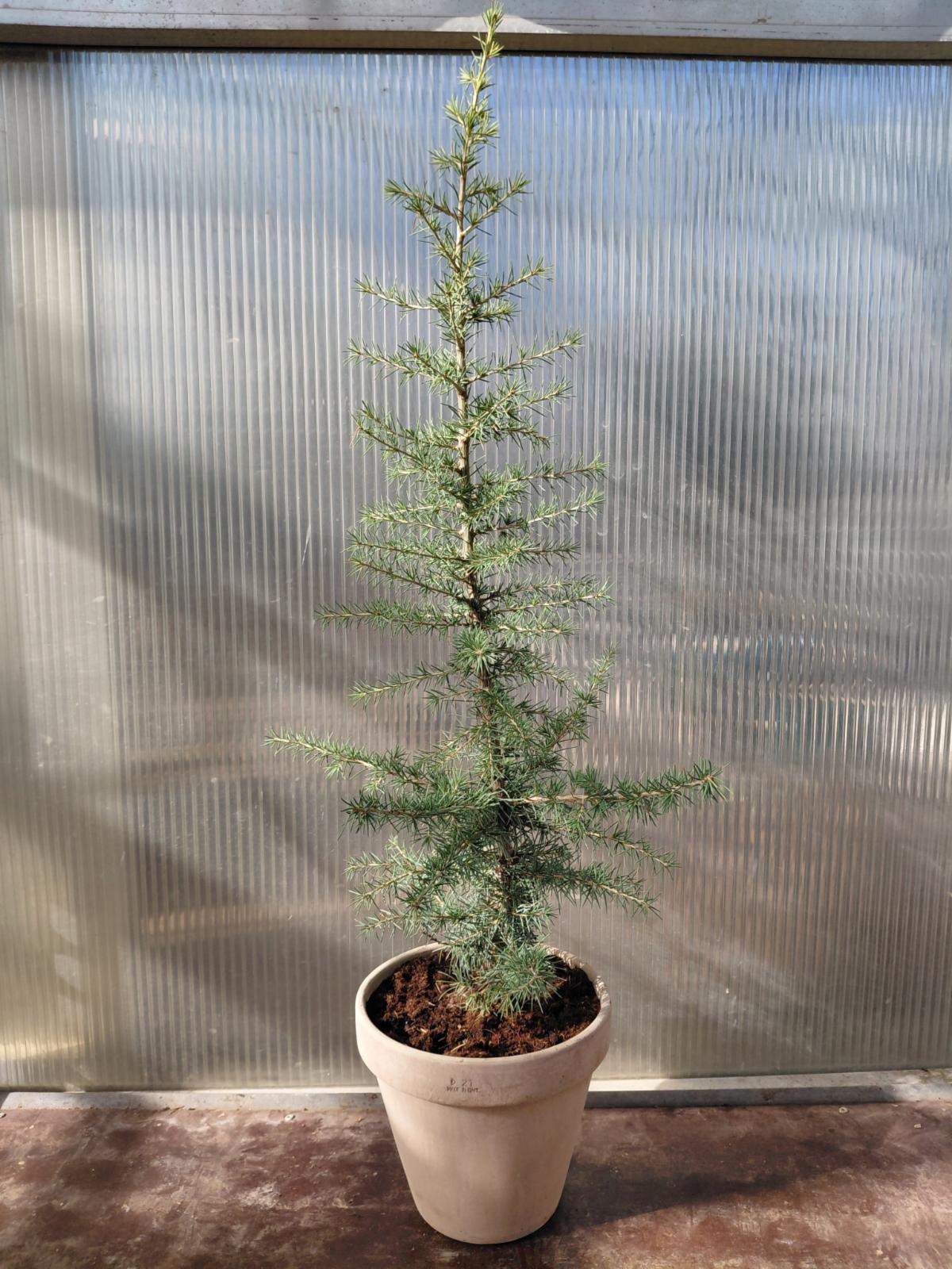 Atlasceder (Cedrus atlantica ‘Glauca’) – i Ø21 cm lerpotte