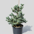 Indlæs billede i gallerivisning, Penselfyr (Pinus parviflora ‘Glauca’) – 32 liters potte