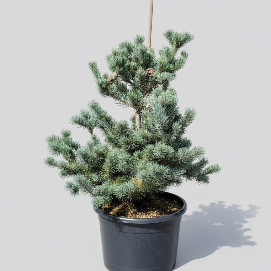 Penselfyr (Pinus parviflora ‘Glauca’) – 32 liters potte