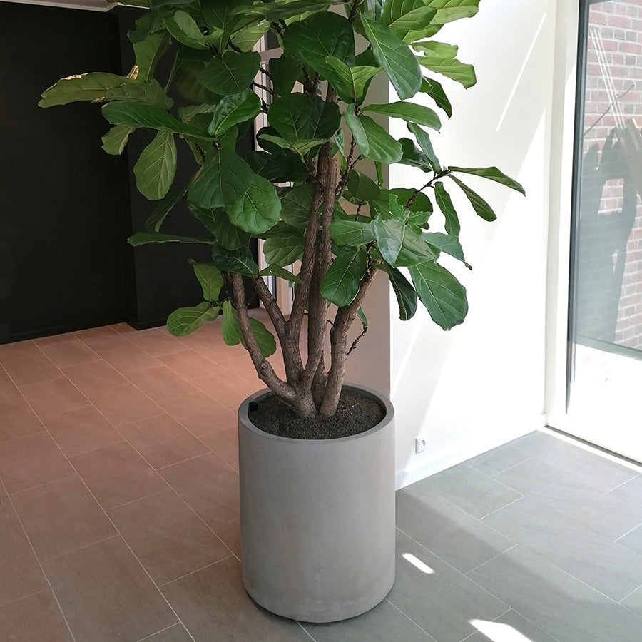 Stor, elegant CEMENT-krukke fra DECOPLANT med en diameter på 60 cm og en højde på 65 cm, fremstillet i beton med mat finish, perfekt til indendørs og udendørs brug.