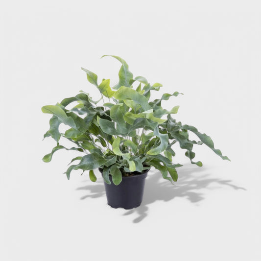 Phlebodium Blue Star bregne med bølgede, blågrønne blade i Ø12 cm potte.