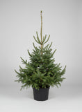 Indlæs billede i gallerivisning, Omorikagran (Picea omorika) i 20 L potte – 175 cm høj