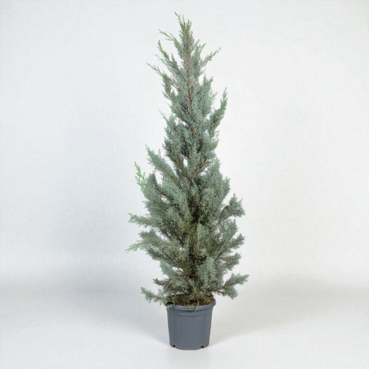 Grå Arizonacypres (Cupressus arizonica ‘Glauca’) – 190-200 cm høj (30 liters potte)