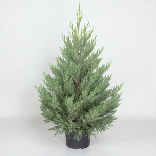 Mamutgran (Sequoiadendron giganteum) – 150 cm høj (20 liters potte)
