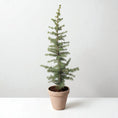 Indlæs billede i gallerivisning, Atlasceder (Cedrus atlantica ‘Glauca’) – i Ø21 cm lerpotte