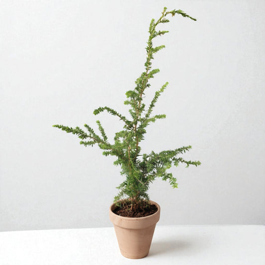 Canadisk hemlockgran (Tsuga canadensis) – i Ø15 cm lerpotte