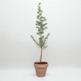 Indlæs billede i gallerivisning, Atlasceder (Cedrus atlantica ‘Glauca’) – i Ø13 cm lerpotte