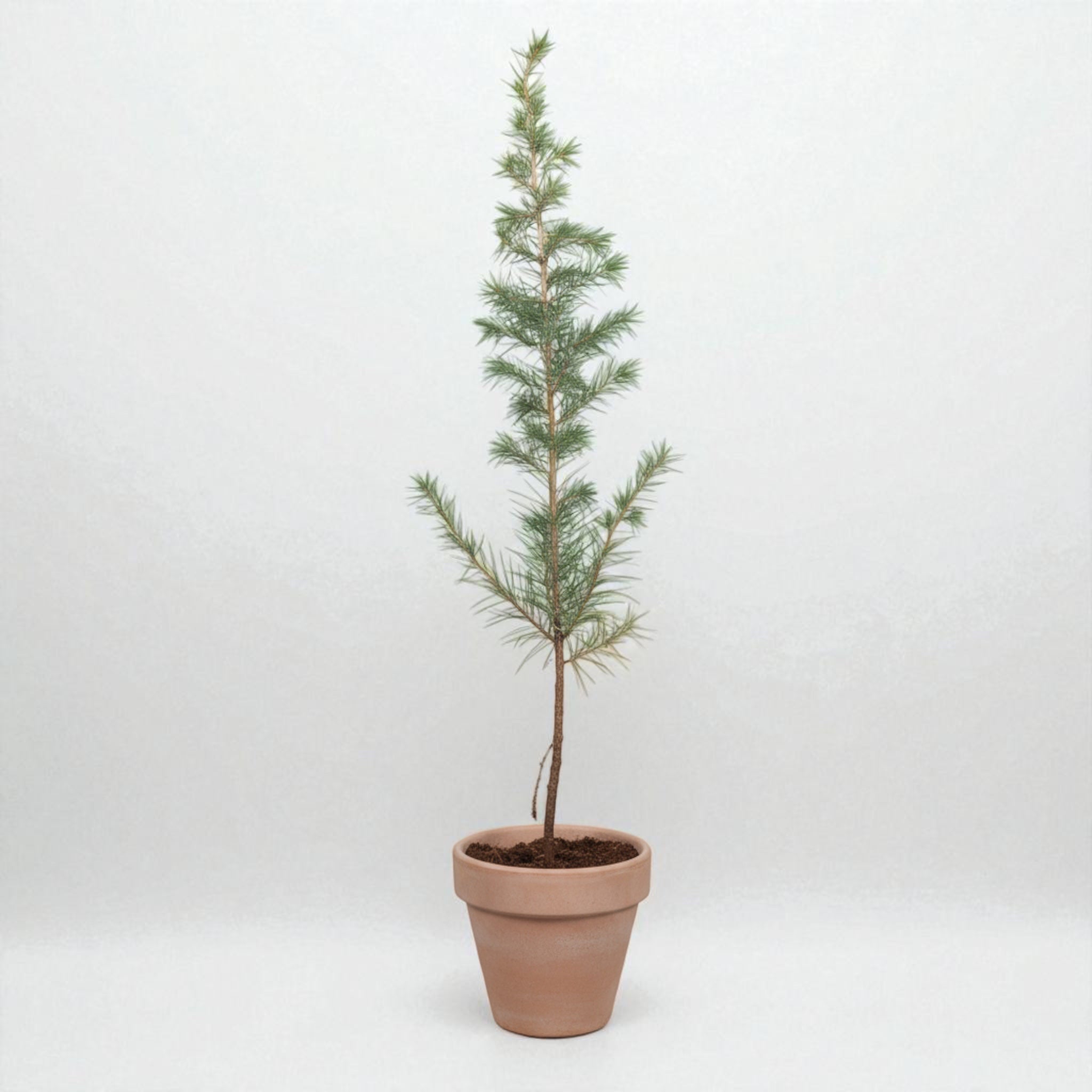 Atlasceder (Cedrus atlantica ‘Glauca’) – i Ø13 cm lerpotte