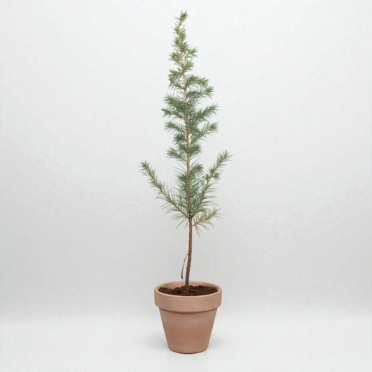 Atlasceder (Cedrus atlantica ‘Glauca’) – i Ø13 cm lerpotte