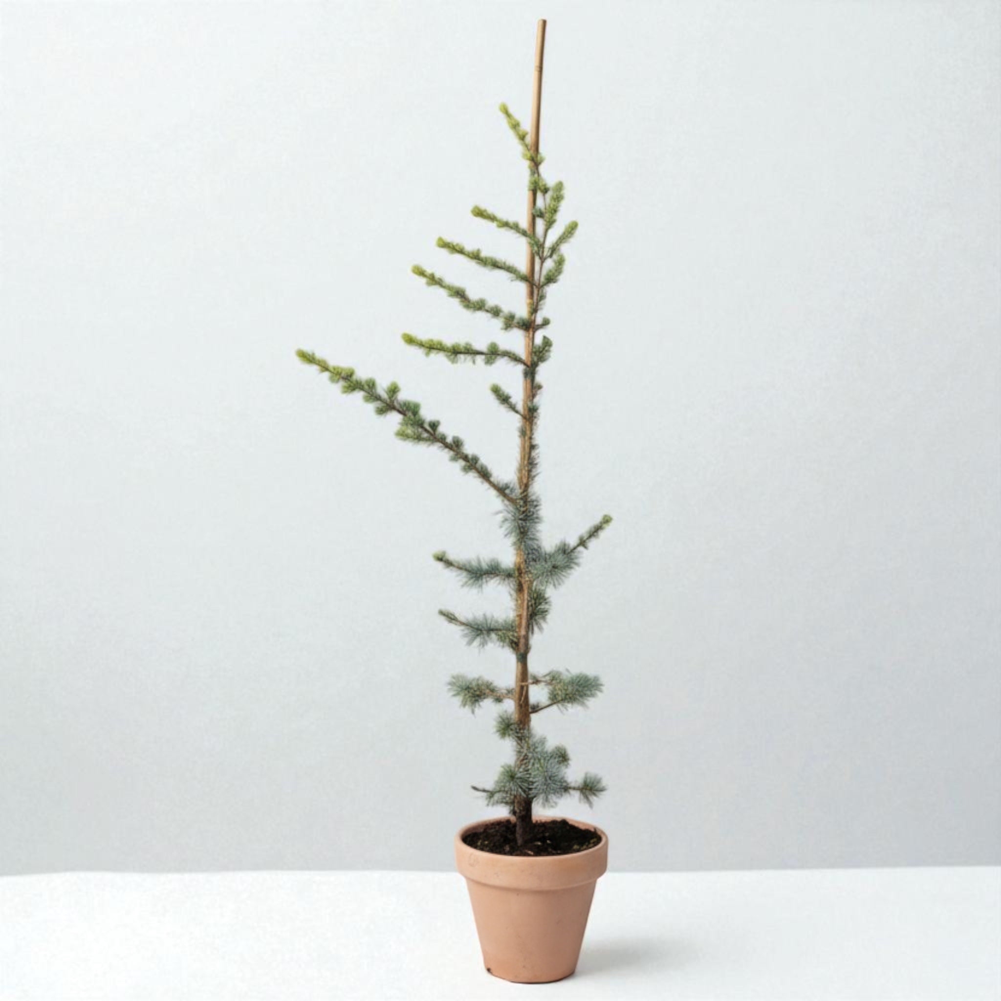 Grå Atlasceder (Cedrus atlantica ‘Glauca’) – i Ø19 cm lerpotte