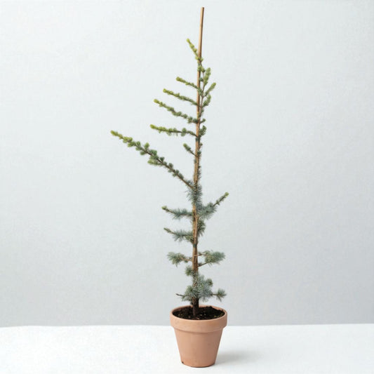 Grå Atlasceder (Cedrus atlantica ‘Glauca’) – i Ø19 cm lerpotte