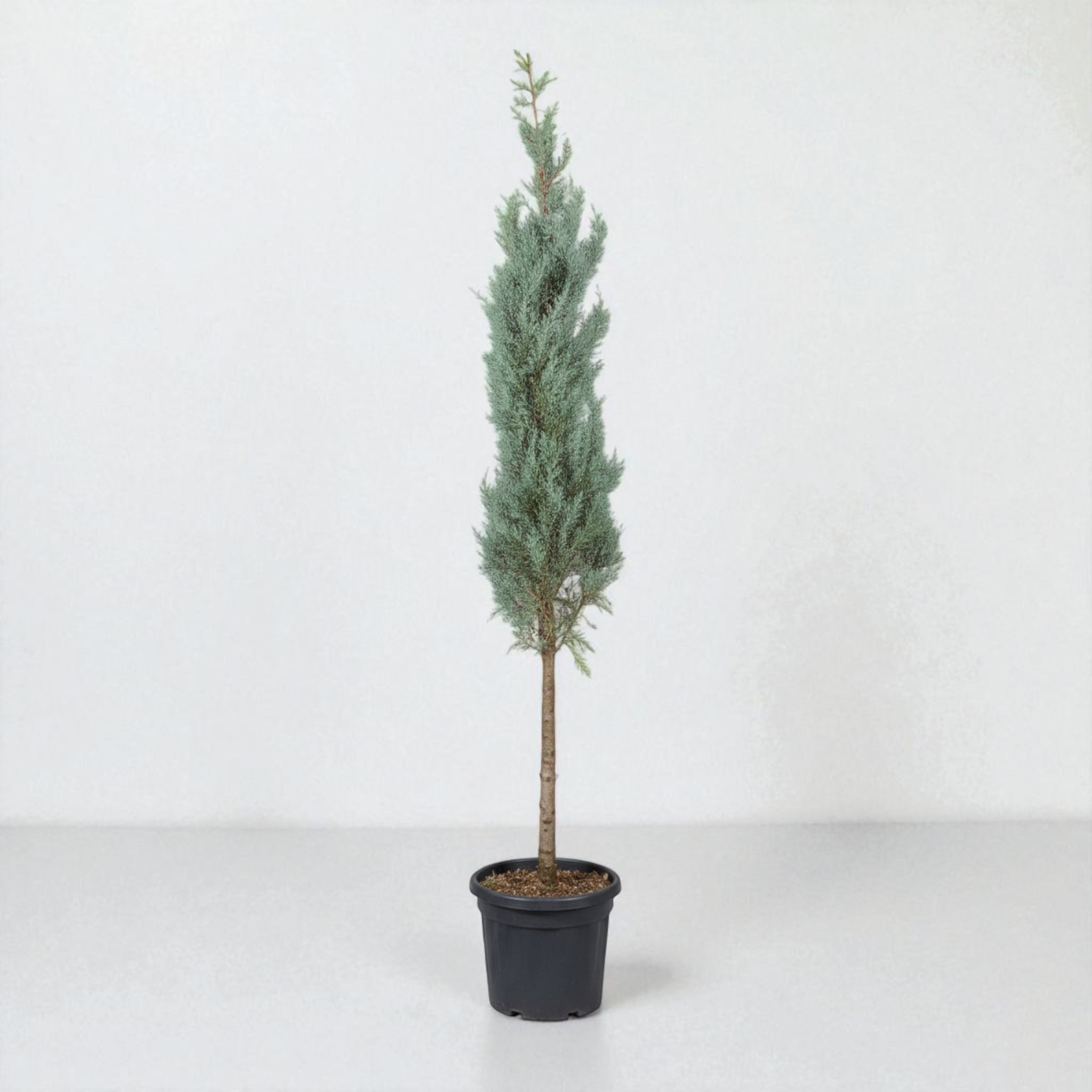 Grå Arizonacypres (Cupressus arizonica ‘Glauca’) – pyramideformet cypres på stamme, 200 cm høj