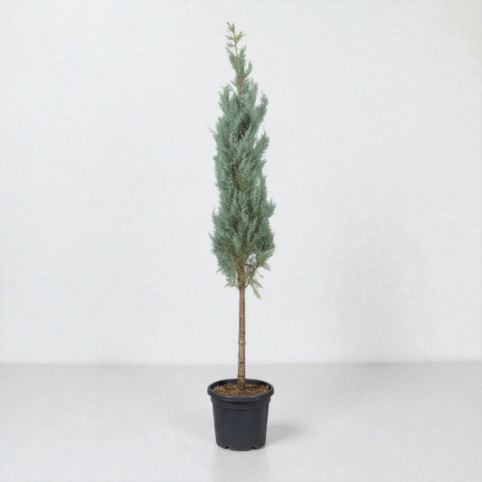 Grå Arizonacypres (Cupressus arizonica ‘Glauca’) – pyramideformet cypres på stamme, 200 cm høj