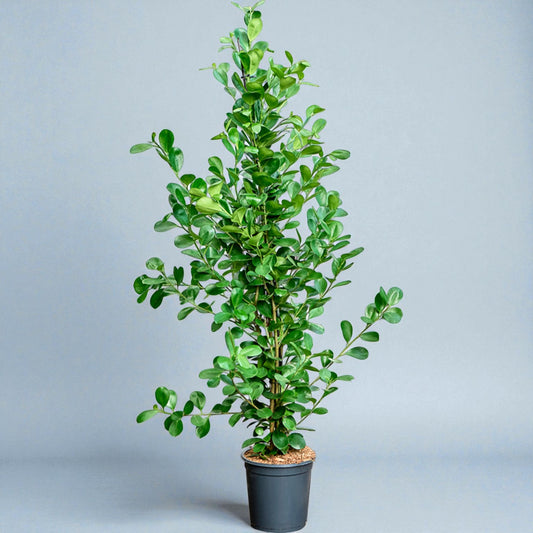 Ficus moclame – buskformet gummifigen 140-150 cm (Ø24 cm potte)