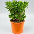 Indlæs billede i gallerivisning, Crassula ovata ‘Hobbit’ – 60-80 cm høj (Ø35 cm potte)